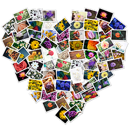 拼图工具：FigrCollage 3.2.7