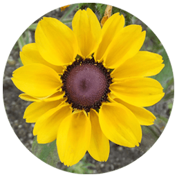 图像元数据编辑整理：MesaExif 2.4.18 MAS